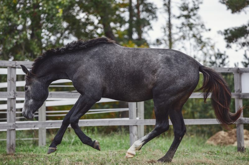 Horse Fence Replacement in Cumming, GA