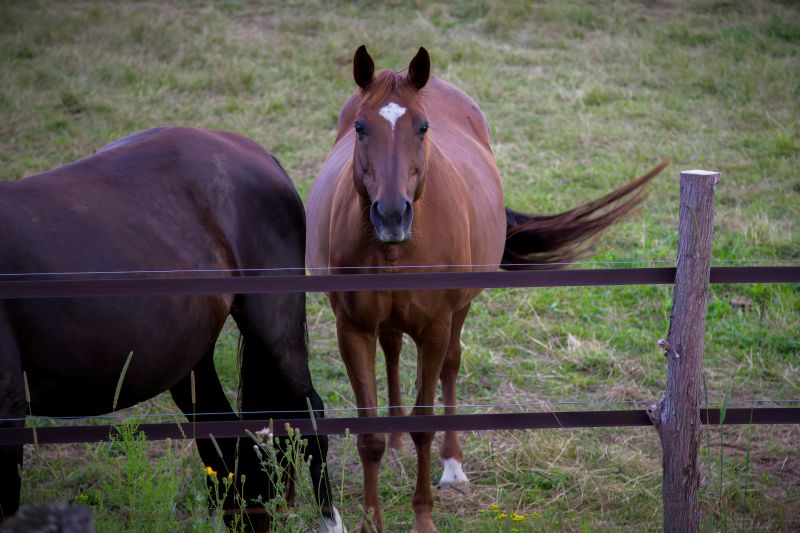 Horse Fence Replacement in Cumming, GA
