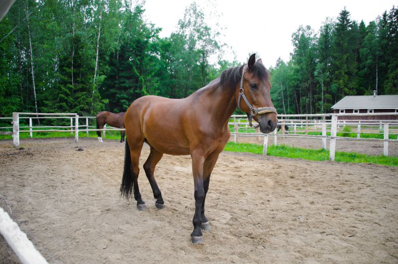 Horse Paddock Installation in Cumming, GA